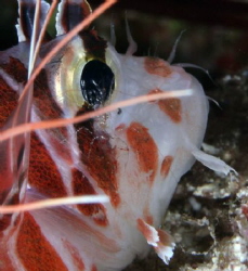 Lionfish w/cleaner shrimp-Saipan Grotto by Martin Dalsaso 